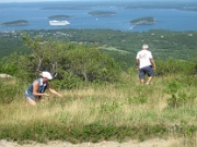 125-picking blueberries